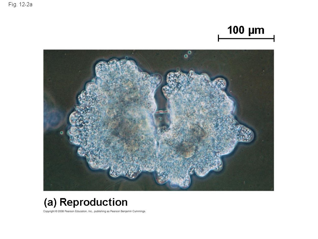 Fig. 12-2a 100 µm (a) Reproduction